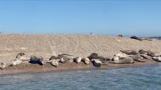Seal Watching in Norfolk