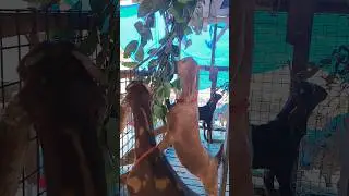 #goatfarm #goatbreeds #beetalgoats #goatfarmer #farm  #beetalgoats #hb #hydrabadigoat #jamnapari