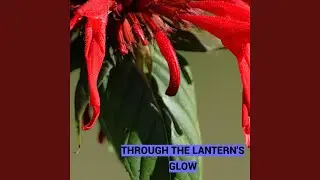 Through the Lantern&rsquo;s Glow