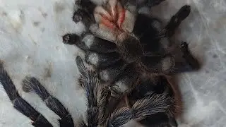 Tarantula Molting | Time Lapse