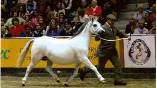 Horse of the year theme song