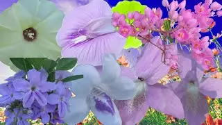 Colorful Tropical Flowers  Relaxing Visual Nature Video |Best Relaxation