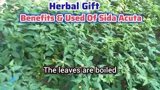 🌿 Sida Acuta: The Powerful Herb That Heals Malaria, Liver & Wounds Naturally!