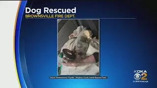 Brownsville Fire Department Rescues Dog, Uses Oxygen To Save Her