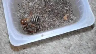 Jerusalem Cricket murders Centipede