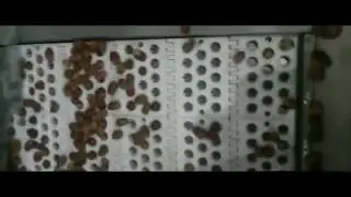 Dates Pitting Machine,Sticky Date Seeds Removing Machine