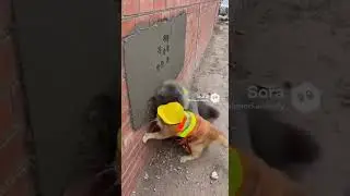Construction cats