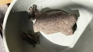 Indian roof turtle sunbath..🐢 #youtube #youtubeshorts #video #viral #viralvideo #turtle 