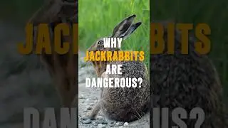 🚨 Why Jackrabbits Are More Dangerous Than You Think! 🐇😱