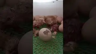 Egg hatching in incubator