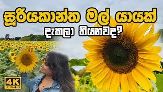 සූරියකාන්ත මල් යාය |🌻 Exploring Birmingham’s Hidden Gem – Bucket Farm Sunflower Garden
