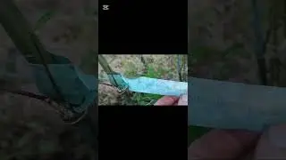 Bamboo Update 🌿 Flowering, Changes & Culms 🌿🌞🌿