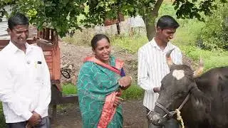 एकरी 30टन मिर्ची🌶️तोडून-तोडून वैतागले हरभराही एकरी 9ql ऍनिमल हेल्थ चार्जेर ने 3 दिवसात गाय🐄 ठणठणीत‼️