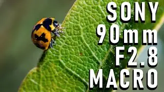 Flowers and Insects - Test with SONY 90mm MACRO