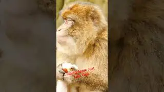 Monkey Eating Apple 🍎 #shorts #shortfeed #youtubeshorts #foryou #wildlife
