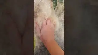 mordendo aquela planta que n sei o nome com minha prima demilly
