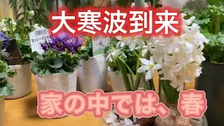 【大寒波到来】お家の中は、春。お花のご紹介
