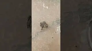 IS A FROGGY 🐸 #wildlife. #froggys