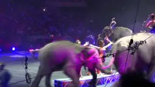 Ringling Bros  and Barnum & Bailey Circus  2013  Phoenix 6)
