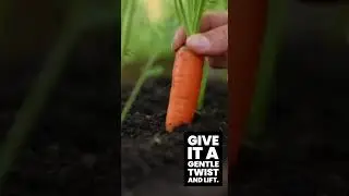 Carrots Ready to Harvest? Look for THIS Sign in the Garden 🥕✨