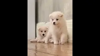 Puppy Yoga Toronto Dec.2025
