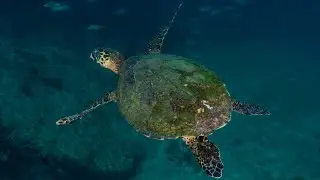 Brasil debaixo d&rsquo;&aacute;gua - tartaruga-marinha-h&iacute;brida