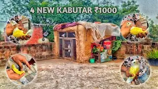 4 NEW KABUTAR SHOKH 🕊️😱 #pigeon #viralvideos #longvideo 4 NEW kabutar