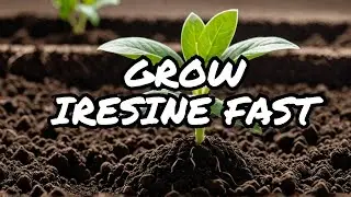 IRESINE PLANT Growth Secrets Revealed