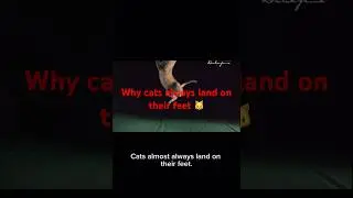 cat falling slow motion cat mid air rotation slow motion