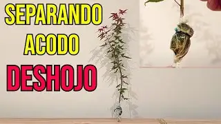 Acodo aéreo de Arce Palmatum Deshojo - BONSÁI