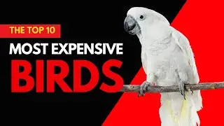 Top 10 Most Expensive Birds: Unveiling Avian Opulence