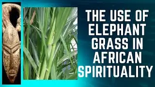 The Many Uses of Elephant Grass aka 