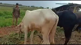 Pure Ongole and deoni bulls with very rare colours @Okcattle farm,colour k bulls in Hyderabad