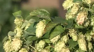 Hopfenernte in der Hallertau