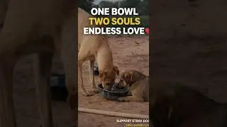 ONE BOWL &bull; TWO SOULS &bull; ENDLESS LOVE ❤️🐶 Support Stray Dogs &ndash; Service is Humanity