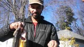 Jumbo Perch Cooks Bay Nov 8