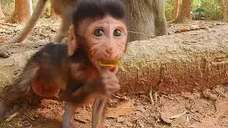 Best funny video of baby monkeys in Amber monkey Troop