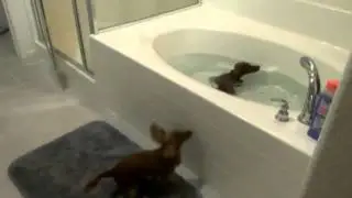 Sausage Dog Central   Facebook