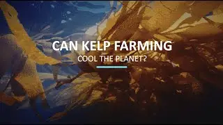 Climate Action Category Winner - Kelp Blue