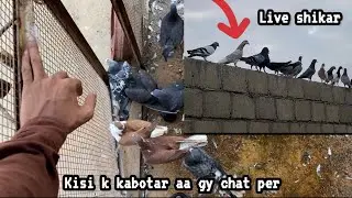 LIVE Hunt 🕊️🔥 | Kabootar Phans Gaya! 12 September 2025 #entertainment #pigeon