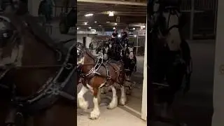 TREVOR MCKEOWN FARMS CLYDESDALE SIX HORSE HITCH WAGON, THE ROYAL AGRICULTURAL WINTER FAIR, SCHOOLING