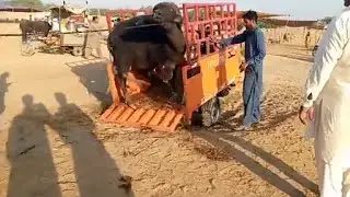 dangerous buffalo unloading on raksha  // buffalo unloading new video 2023 //2023 ki new video