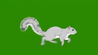 Squirrel Animal Running Green Screen | Cartoon Animation Green Screen