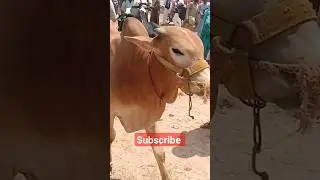 #4danatbachra #sahiwalbull #bullshorts #bullmandi #youtubeshorts