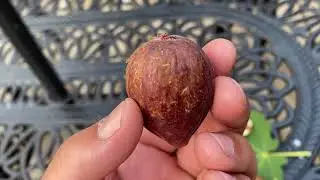 تين لبناني احمر من وادي البقاع Red Lebanese Bekaa Valley Fig