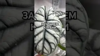 КАК ПОДГОТОВИТЬ КЛУБНИ АЛОКАЗИИ К ПОСАДКЕ?🙂&zwj;&harr;️🧅 #plants #растения #алоказия #клубниалоказии #цветы