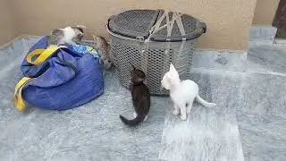 KITTENS Are Scared Of Mother Cat Aggressive Behaviour 