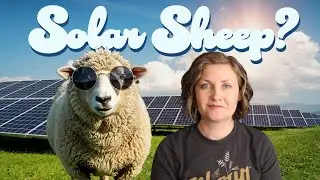 How Sheep are Improving the Solar Industry: Plus Other Good News Stories