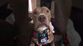 5 signs your dog loves you ❤️🐶 #dogsofyoutube #love #pitbulldog #cuteness #shorts_ #dogvideo