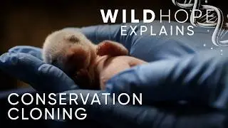 Может ли клонирование помочь исчезающим видам? | Wild Hope объясняет